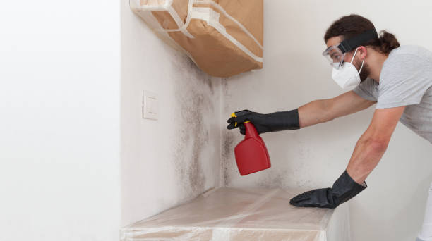 Professional Basement Mold Remediation technician working in Wilmington, MA