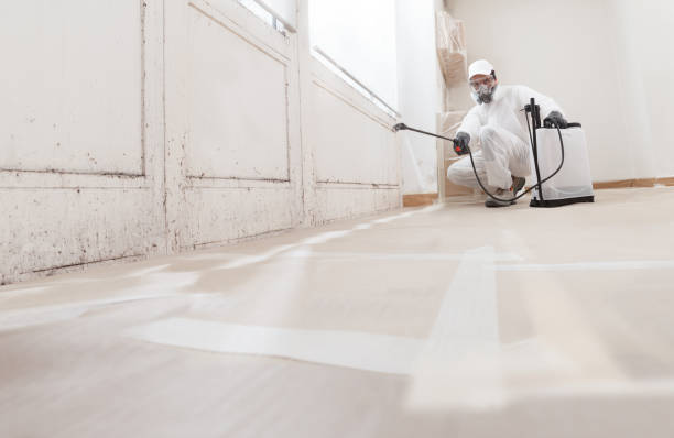 24/7 Emergency Basement Mold Remediation experts in Wilmington, MA