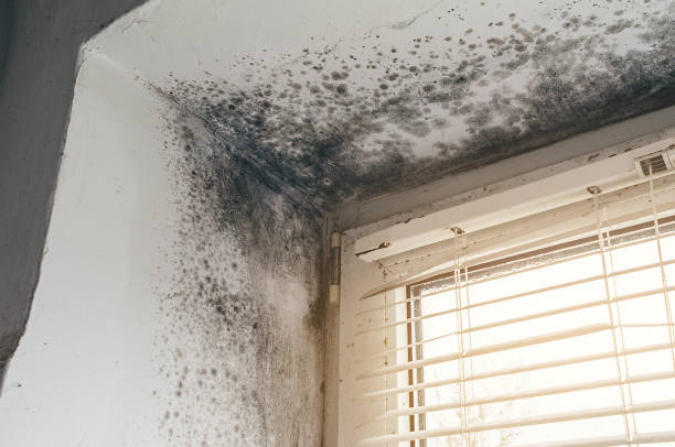 Trusted Attic Mold Removal service in Wilmington, MA - Cheap Mold Removal