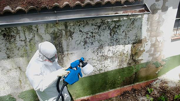 Trusted Basement Mold Remediation service in Wilmington, MA - Cheap Mold Removal